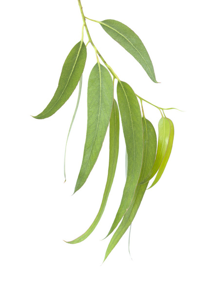 fresh eucalyptus leaves - Foto, afbeelding
