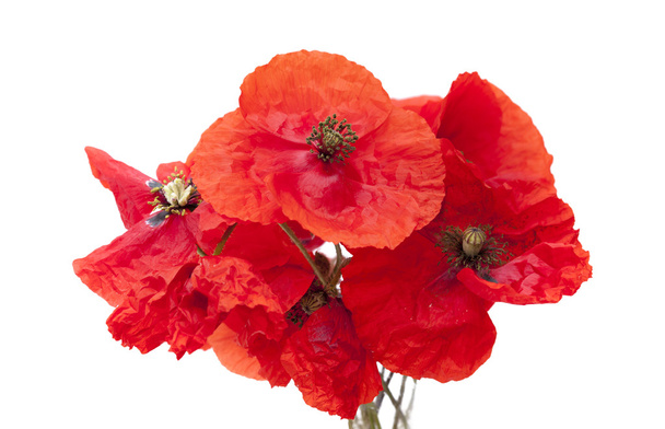 red poppy flowers - Fotó, kép