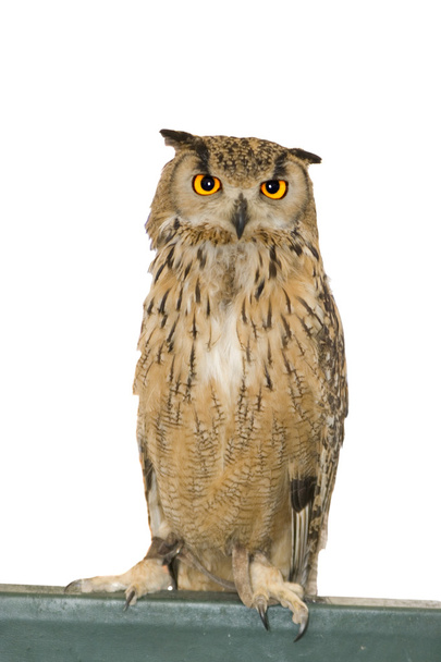 Owl animal - 写真・画像