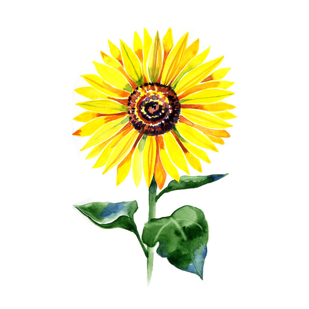Sunflower summer watercolor painting - Fotó, kép