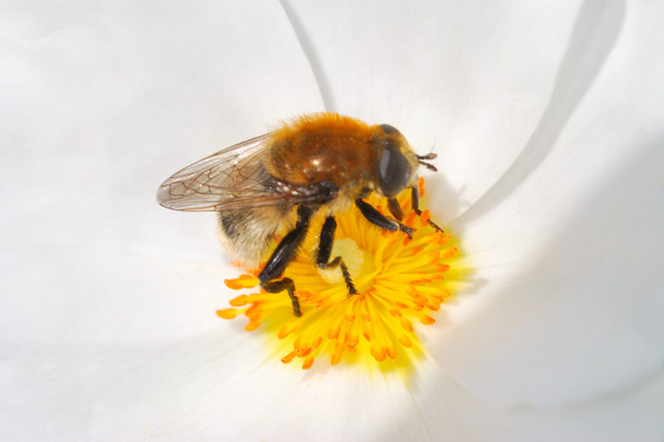 Pszczoła na kwiat - Zdjęcie, obraz