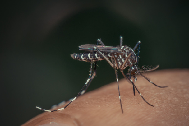 Makró-szúnyog (Aedes aegypti) vért szívó - Fotó, kép