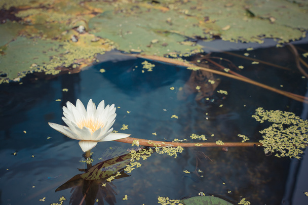 Flor de loto color blanco
 - Foto, imagen