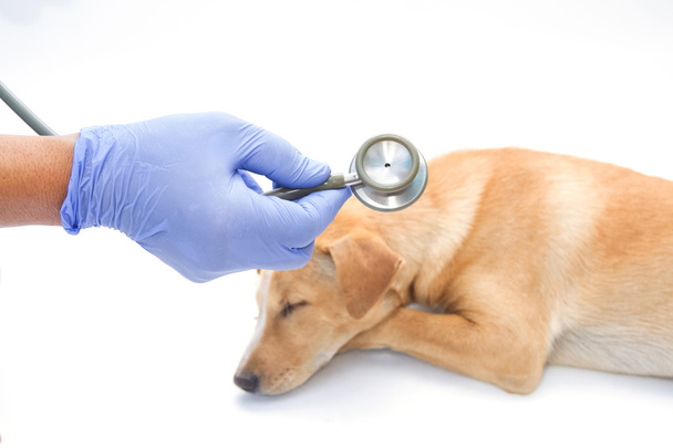 Vet examen chien malade avec stéthoscope
 - Photo, image