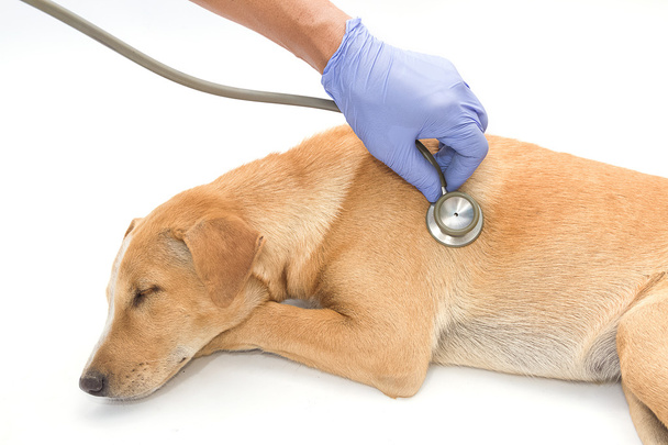 Vet examing cane malato con stetoscopio
 - Foto, immagini