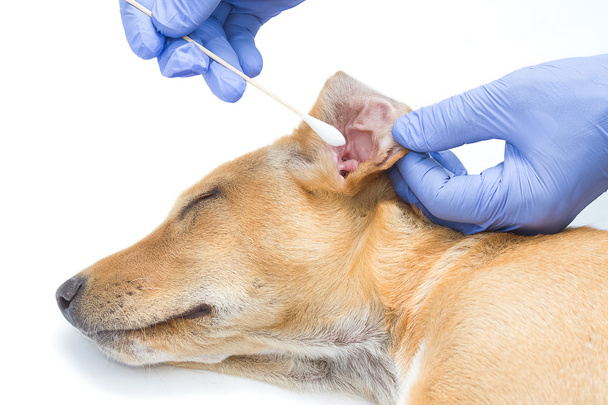 Tierarzt überprüfen und reinigen die Ohren des Hundes, Vorbeugung von Krankheiten Ohren auf - Foto, Bild