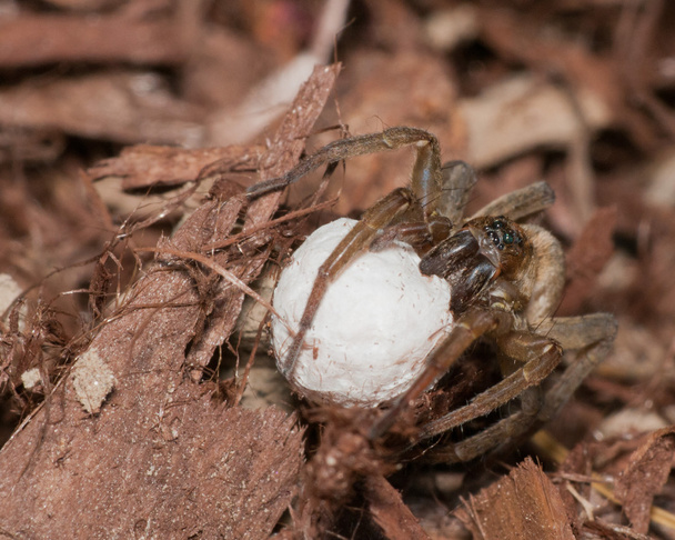 Yumurta Çuvalı Kurt Örümcek - Fotoğraf, Görsel