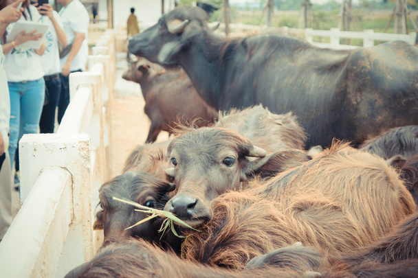 Murraha buffalo w gospodarstwie, proces w stylu vintage - Zdjęcie, obraz