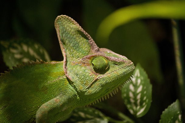 chameleon close up - Foto, Bild