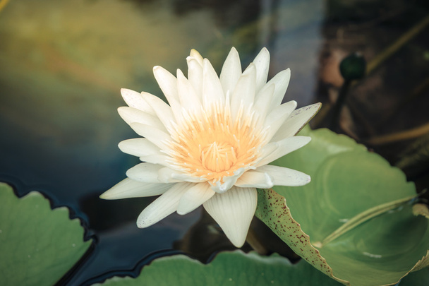 Flor de loto blanco
 - Foto, imagen