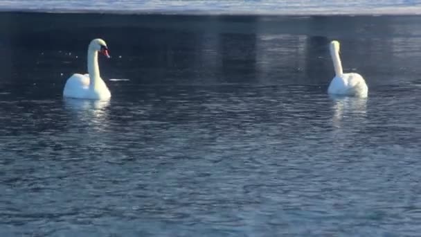 Witte zwanen zwemmen op bevroren meer. Vogels op blauw water in de buurt van ijs - Video