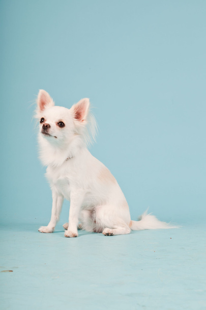 Studio portrait of cute white chihuahua puppy isolated on light blue background. - Fotó, kép