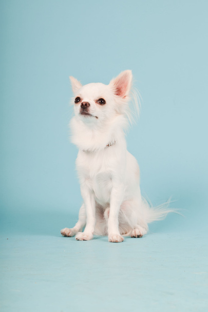 Studio portrait of cute white chihuahua puppy isolated on light blue background. - Photo, Image