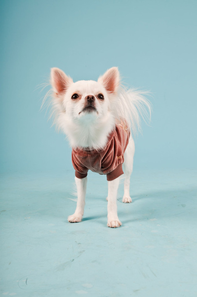Studio portrait of cute white chihuahua puppy wearing red jacket isolated on light blue background - Photo, Image