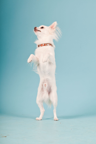 Studio portrait of cute white chihuahua puppy isolated on light blue background. - Valokuva, kuva