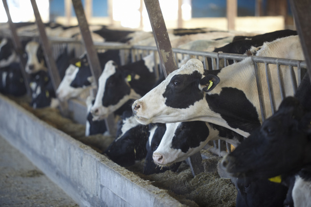 αγελάδα αγρόκτημα γεωργία αγελαδινού γάλακτος - Φωτογραφία, εικόνα