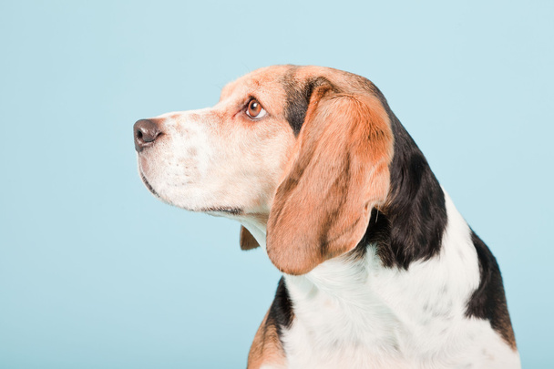 Studioporträt des Beagle isoliert auf hellblauem Hintergrund - Foto, Bild