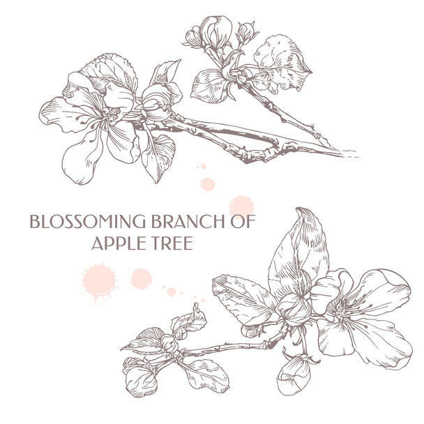 Apple flower. Blossoming branch of apple tree. - Вектор, зображення