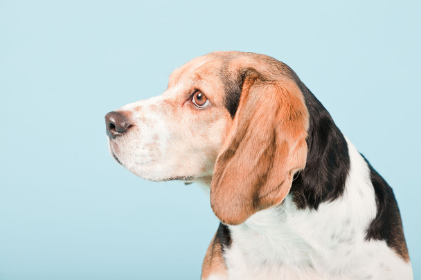 Studio portrait of beagle isolated on light blue background - Fotó, kép