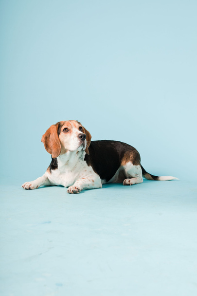 Stúdió portré Beagle elszigetelt a fény kék háttér - Fotó, kép