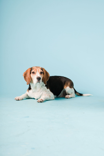 Studio portrait of beagle isolated on light blue background - Фото, зображення