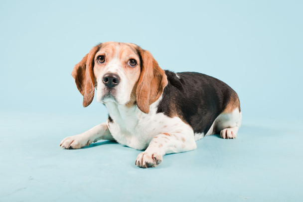 Studio portrait of beagle isolated on light blue background - Valokuva, kuva