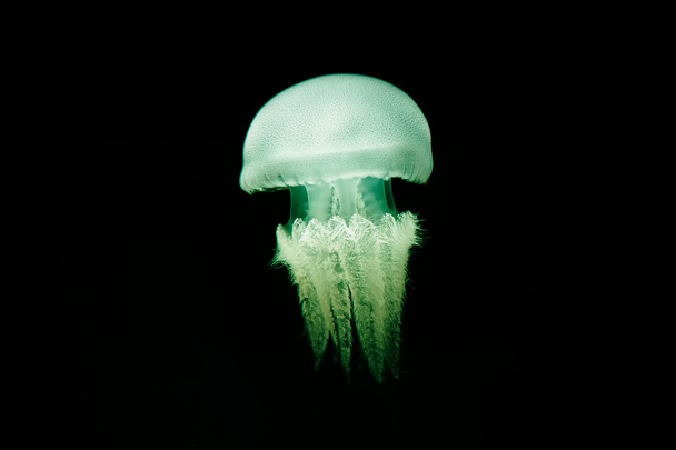 Illuminated jellyfish on black dark background. - Foto, Bild
