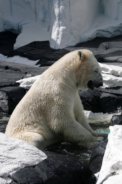 Изображение белого медведя
 - Фото, изображение