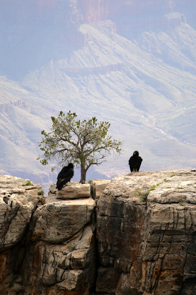 California Condor Grand Canyonissa
 - Valokuva, kuva