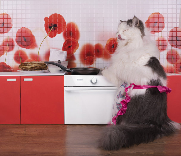 chat femme au foyer préparant des crêpes dans une petite cuisine
 - Photo, image