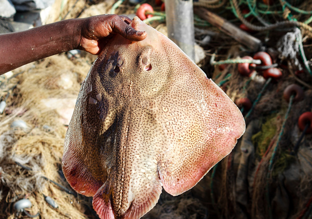 Laposhal-a kezében a halász - Fotó, kép