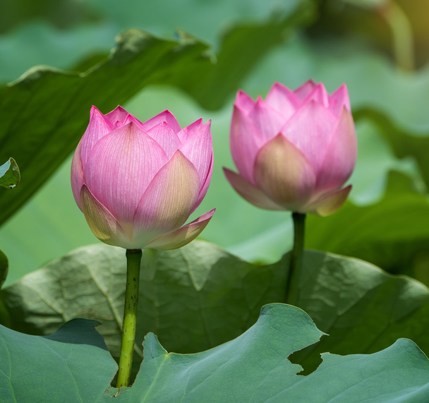 çiçek açan lotus çiçeği - Fotoğraf, Görsel