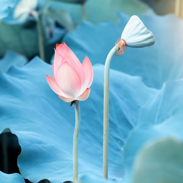Flor de lótus em flor
 - Foto, Imagem