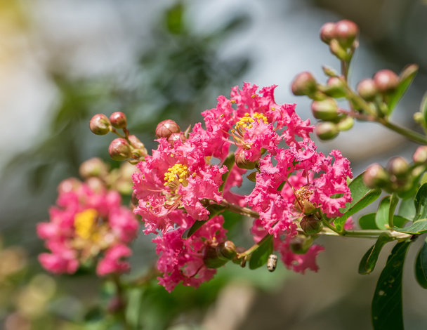 Krepp-Myrtenblüten - Foto, Bild