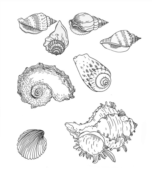 Set of hand drawn sea shells. - Foto, Bild