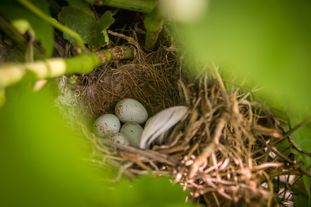 Sperlingseier im Nest - Foto, Bild