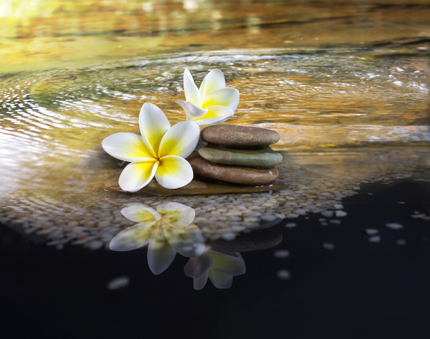 Flor fragante blanca y amarilla plumeria o frangipani sobre agua cristalina
  - Foto, Imagen