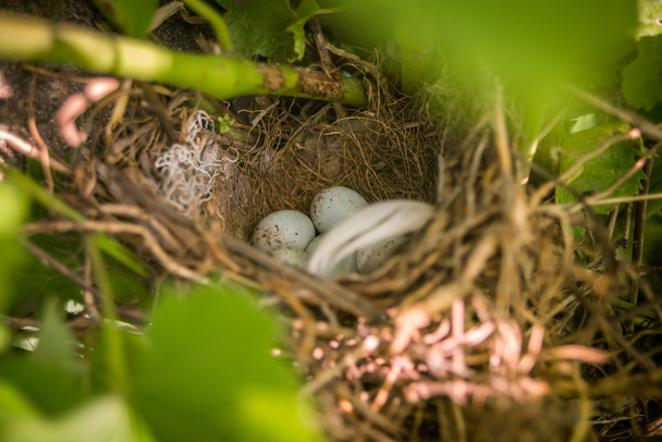 巣雀の卵 - 写真・画像