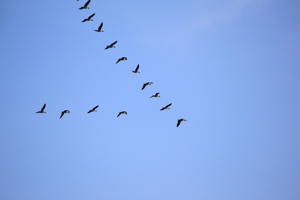 Flock Of Gray Geese - Foto, Imagen