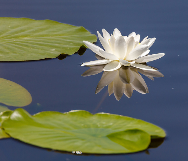 White water lily - Valokuva, kuva