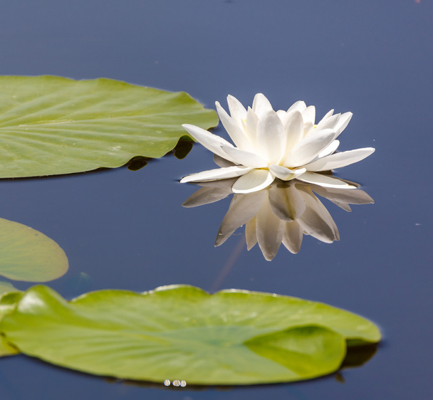 White water lily - Foto, afbeelding