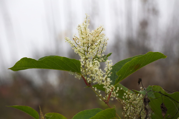 Blossoms of the Japanese Knotweed - Photo, Image