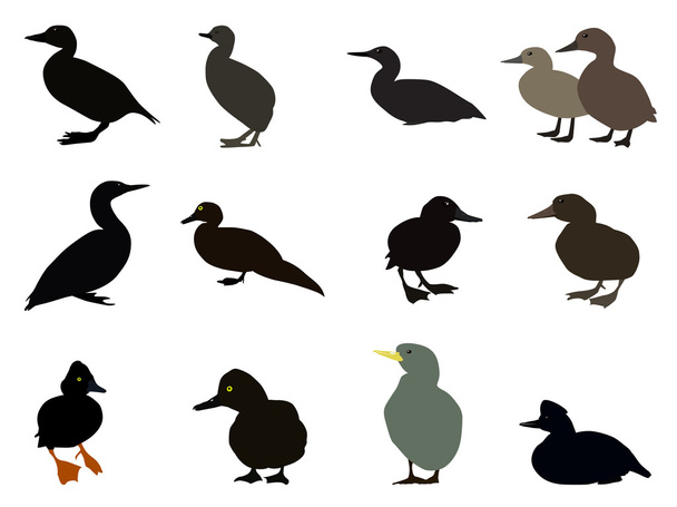Conjunto de Siluetas de diferentes tipos de patos existentes. Vector
 - Vector, Imagen
