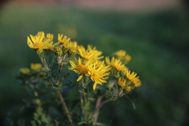 Ragwort çiçekleri - Fotoğraf, Görsel