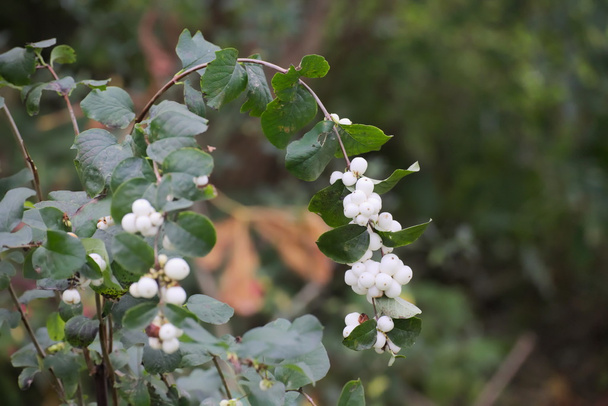 Bílé bobule společný snowberry - Fotografie, Obrázek