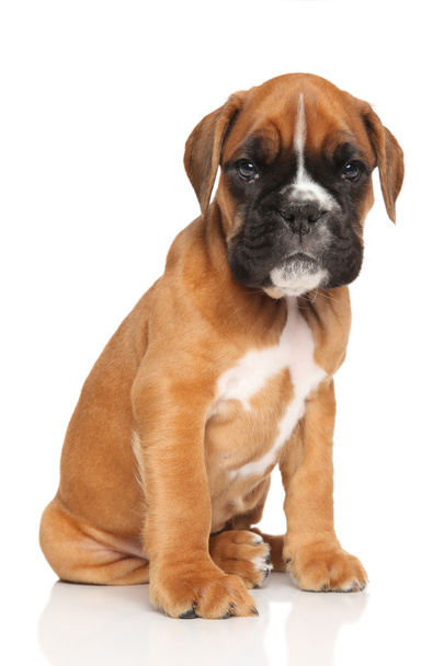 Duits Boxer pup zit op wit - Foto, afbeelding