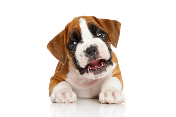 Beautiful Boxer puppy - Photo, Image