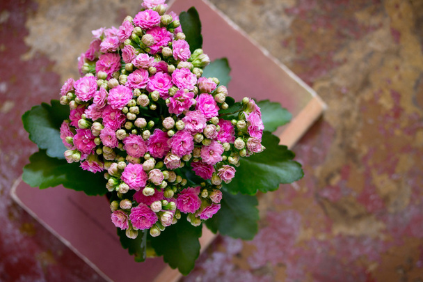 Aranjmani Pembe buket çiçek, sizin metin için yer. - Fotoğraf, Görsel