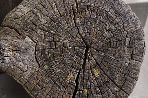 souche d'arbre fissurée présentée comme texture
 - Photo, image