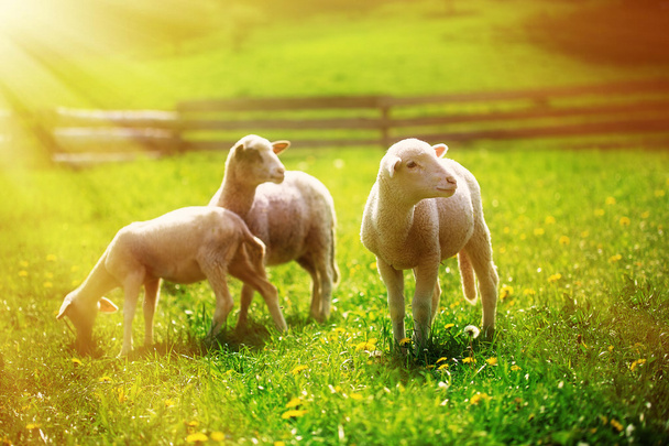 タンポポの美しい緑の牧草地で小さな子羊の放牧. - 写真・画像